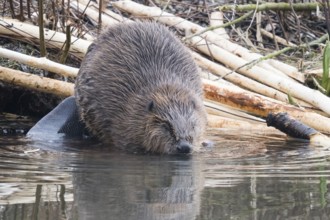 A beaver (Castor fibre) shortly in front of diving into the water, Hesse, Germany, Europe