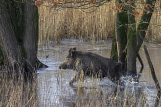 Solitary wild boar (Sus scrofa) male running in reedbed through water of marshland in winter