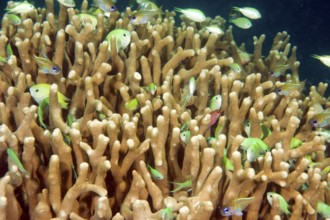Typical behaviour of schooling Green Chromis (Chromis viridis) damselfish hiding among branches
