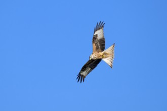 Red kite (Milvus milvus), Münster, Tyrol, Austria, Europe