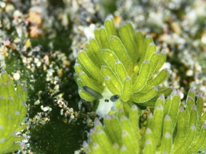 Close-up of a green leaf sheep snail (Costasiella kuroshimae), called Shaun the Sheep. Sea snail