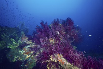 Violescent sea-whip (Paramuricea clavata) on a wreck in the deep blue ocean with schools of fish,