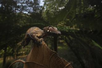Satanic leaf-tailed gecko (Uroplatus phantsticus) in the rainforests of the Voimma Community Pars