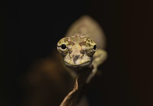 Emelinae chameleon (Calumma emelinae) in the rainforests of eastern Madagascar