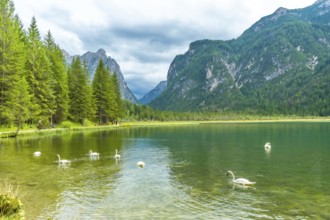 Scenic emerald green lake dobbiaco, surrounded by majestic mountains and lush pine forests,