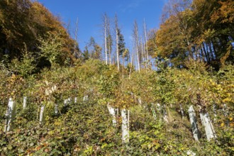 Reforestation of a section of forest destroyed by a storm, climate, climate change, storm,