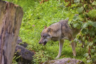 A eurasian gray wolf (Canis lupus lupus) stands on hilly terrain between a dead tree and a bush,