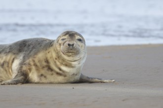 Common seal (Phoca vitulina) adult animal sleeping on a beach, Norfolk, England, United Kingdom,