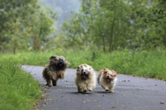 Lhasa Apso, Lhasa terrier, lion dog, Tibet, playing, running