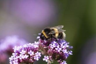 Buff tailed bumblebee (Bombus terrestris) adult bee on a garden Verbena purple flower, England,