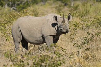 Black rhinoceros (Diceros bicornis) grazing in the thorn savannah, Etosha National Park, Namibia,