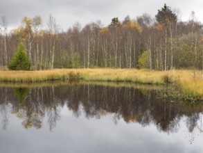 View of Rotes Moor lake in autumn, reflection of the trees in the water, Rhön UNESCO Biosphere