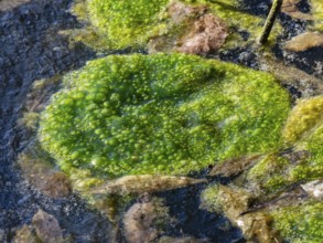 Algae, lying on the surface of a frozen lake in winter, Hesse, Germany, Europe