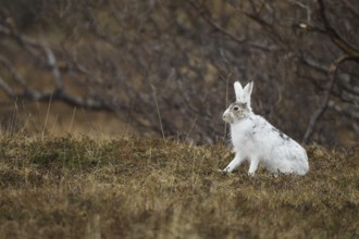 Mountain hare (Lepus timidus) in white winter fur in the tundra, Lapland, Northern Norway, Norway,