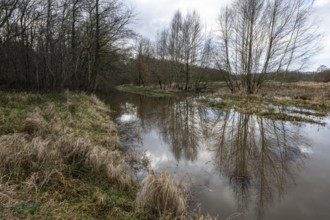 Alder quarry forest (Alnus glutinosa), Emsland, Lower Saxony, Germany, Europe