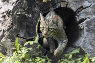 Wildcat appears from a hollow tree trunk in nature, Wildcat (Felis silvestris), Germany, Europe