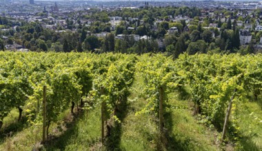 View of vineyards and villas from the Neroberg, Wiesbaden, Hesse, Germany, Europe