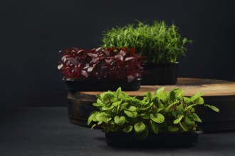 Low key photo of sorrel, amaranth and pea microgreens sprouts in trays on black background