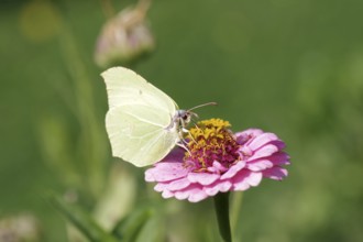 Lemon butterfly (Gonepteryx rhamni), macro, flower, nectar, colourful, The lemon butterfly sucks