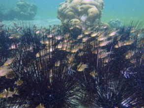 School of fish surrounded by sea urchins, Diadema setosum, and corals, dive site Secret Bay,