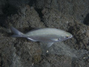 Salema porgy (Sarpa salpa) swims over lava sand in the sea at night. Dive site Playa, Los