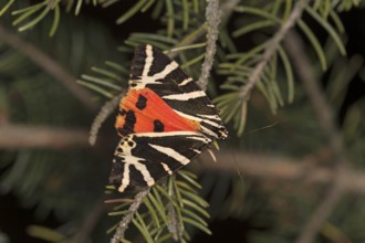 Moth jersey tiger (Euplagia quadripunctaria), Valais, Switzerland, Europe