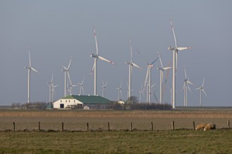 Farm, wind farm, wind power plants, sheep, Reußenköge, North Frisia, Schleswig-Holstein, Germany,