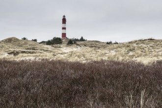 Dune landscape with lighthouse, Süddorf, Amrum, Schleswig-Holstein, Germany, Europe