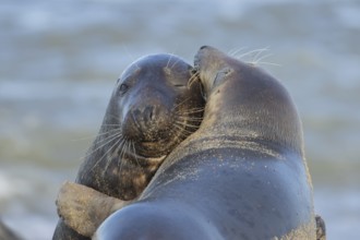 Grey seal (Halichoerus grypus) two adult animals in a loving embrace on a beach, Norfolk, England,