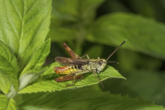 Rufous grasshopper (Gomphocerippus rufus) male sitting on a green leaf in a natural environment,