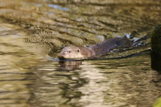 Eurasian otter (Lutra lutra) swimming in a lake in the bavarian forest, Bavaria, Germany, Europe