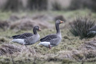 Greylag geese (Anser anser), Amrum, Schleswig-Holstein, Germany, Europe
