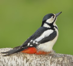 Great spotted woodpecker (Dendrocopos major) female sitting on a birch trunk, Animals, Birds,