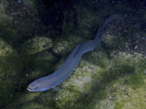 Snake-like European eel (Anguilla anguilla) in the water, hidden between stones and algae. Dive