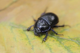 Common dung beetle or horse beetle (Geotrupes stercorarius), North Rhine-Westphalia, Germany,