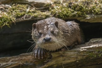European otter (Lutra lutra) looking out of a hollow tree trunk, captive, Germany, Europe