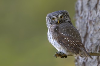 Pygmy Owl (Glaucicium passerinum), sitting on the branch of a tree, Pirchner Ast, Schwaz, Tyrol,