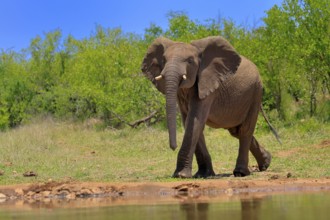 African elephant (Loxodonta africana), adult, male, bull, at the water, Kruger National Park,