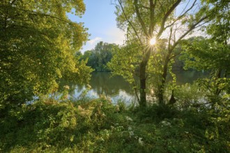 Sunbeams break through the dense canopy of leaves and illuminate a calm river in a green landscape,