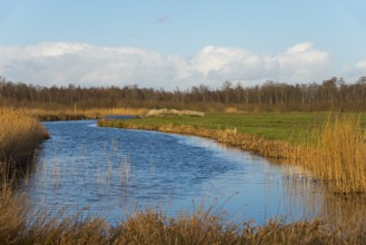 National Park De Alde Feanen, the old fen, Earnewald, Eernewoude, Friesland, Fryslân, Netherlands
