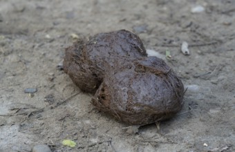 Elephant dung or poop spread on road