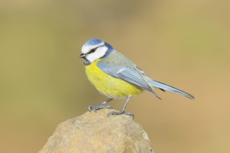 Blue tit (Parus caeruleus), sitting on a stone, wildlife, animals, birds, Siegerland, North