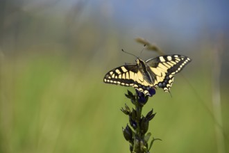 Swallowtail (Papilio machaon) seen in Berchtesgaden National Park, Bavaria, Germany, Europe