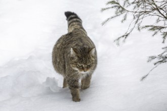 Pregnant European wild cat (Felis silvestris silvestris) walking in the snow in winter