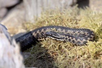Adder on moss cushion, Austria, Upper Austria, Europe