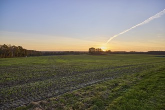 Cultural landscape, trees, sunset, backlight of the sun, Hanstedt in der Nordheide, Lüneburger