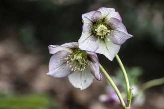 Lenzrose (Helleborus orientalis-Hybride Picote), Emsland, Lower Saxony, Germany, Europe