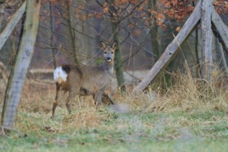 Roe deer (Capreolus capreolus), in the forest in front of a fence, looking back, winter coat,