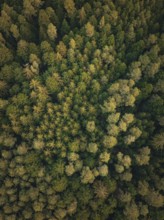 Pattern of treetops, densely packed like a green carpet, Unterhaugstett, Black Forest, district of