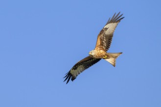 Red kite (Milvus milvus), Münster, Tyrol, Austria, Europe